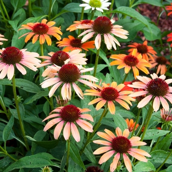 Echinacea purpurea 'Warm Color Shades' 