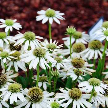 Echinacea 'Snow Cone'