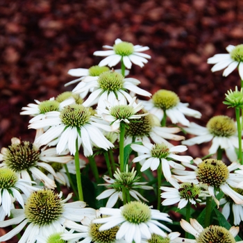 Echinacea 'Snow Cone' 