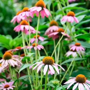 Echinacea 'Paradiso Mix' 