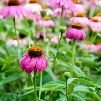 Echinacea purpurea 'Primadonna Deep Rose' 