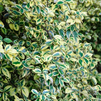 Elaeagnus x ebbingei 'Gilt Edge'