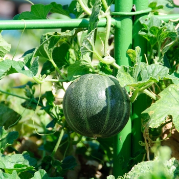 Cucumis melo 'Minnesota Midget' 