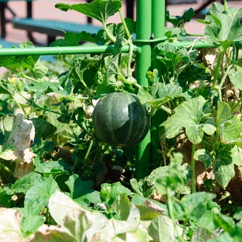 Cucumis melo 'Minnesota Midget'