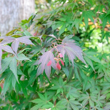 Acer palmatum 'Atrolineare (Filifera Purpurea)'