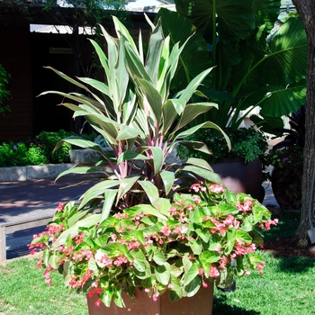 Cordyline fruticosa 'Pink Diamond' 