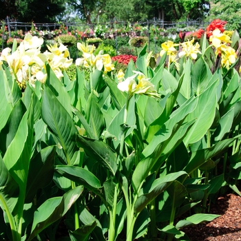 Canna x generalis Cannova® 'Lemon'