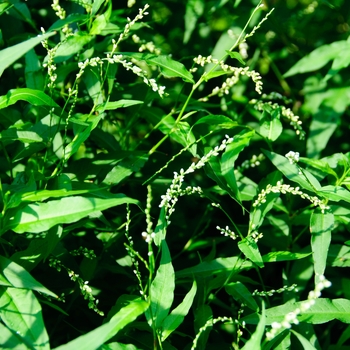 Eupatorium greggii