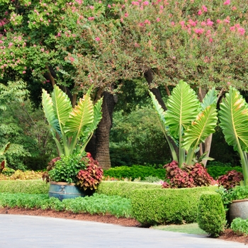 Alocasia wentii 'Regal Shields'