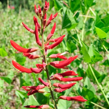 Erythrina x bidwillii