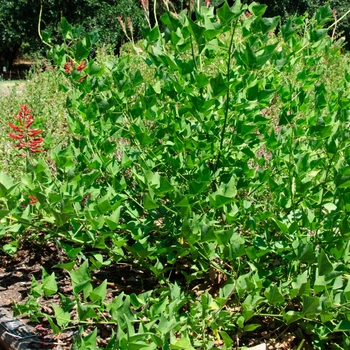 Erythrina x bidwillii 