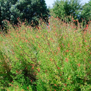 Anisacanthus quadrifidus var. wrightii '' (112995)