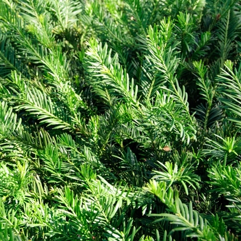 Cephalotaxus harringtonia 'Hedgehog' 