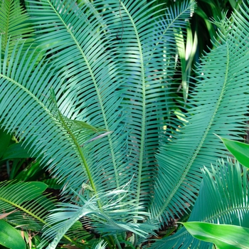 Dioon edule