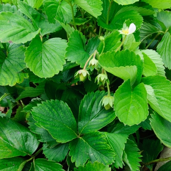 Fragaria x ananassa 'Tribute'