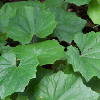 Farfugium japonicum 'Jitsuko's Star'