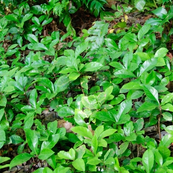 Ardisia japonica