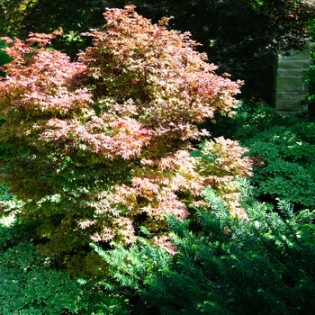 Acer palmatum 'Adrian's Compact'