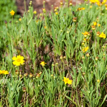 Coreopsis grandiflora 'Sun Up'