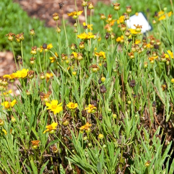 Coreopsis grandiflora 'Sun Up' 