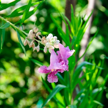 Chilopsis linearis 'Bubba' 