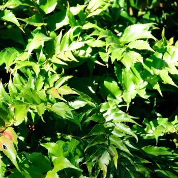 Datura metel '' (113035)