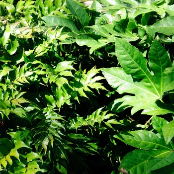 Datura metel '' (113036)