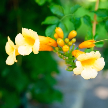 Campsis tagliabuana 'Madam Galen' 