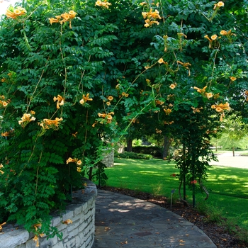 Campsis tagliabuana 'Madam Galen'