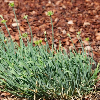 Allium senesens 'Blue Eddy' 