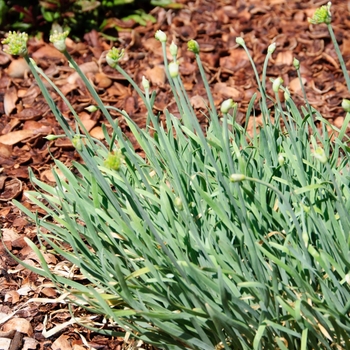 Allium senesens 'Blue Eddy'