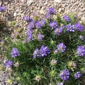 Edraianthus tenuifolius