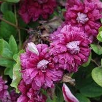 Clematis viticella 'Purpurea Plena Elegans' 
