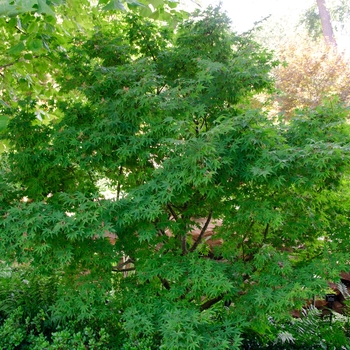 Acer palmatum 'Osakazuki akame' 