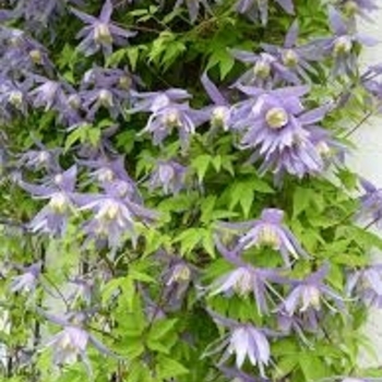 Clematis macropetala 'Blue Bird' 