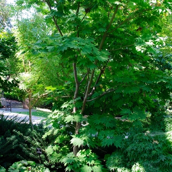 Acer japonicum 'Rising Sun'