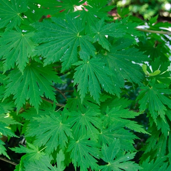 Acer japonicum 'Asahi zuru' 