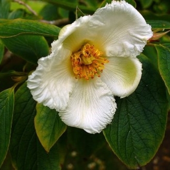 Stewartia koreana