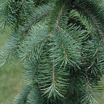 Pseudotsuga menziesii 'Graceful Grace' 