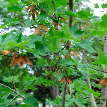Acer grandidentatum