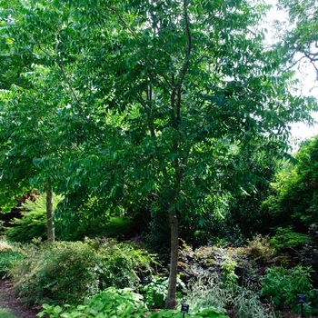 Carya illinoinensis 'Choctaw' 