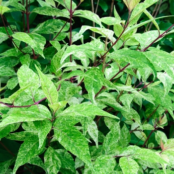 Callicarpa dichotoma 'Wine Spritzer'