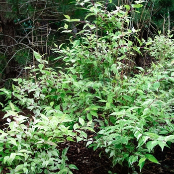 Callicarpa dichotoma 'Wine Spritzer' 'Shiji Murasaki'