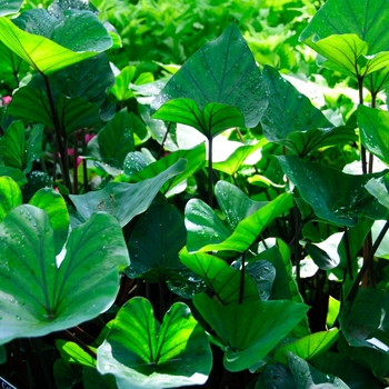 Colocasia esculenta 'Coffee Cups' (113129)