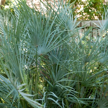 Chamaerops humilis var. cerifera