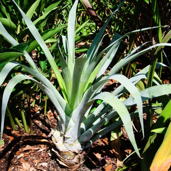 Alcantarea odorata