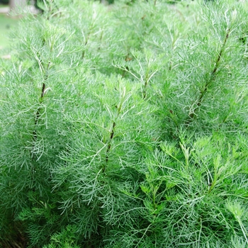 Artemisia abrotanum var. maritima