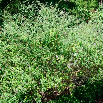 Buddleia davidii nanhoensis 'Petite Indigo®' 'Mongo'