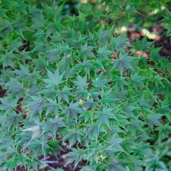 Acer palmatum 'Tsukushi gata' 