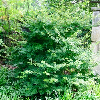 Acer palmatum 'Coonara Pygmy'